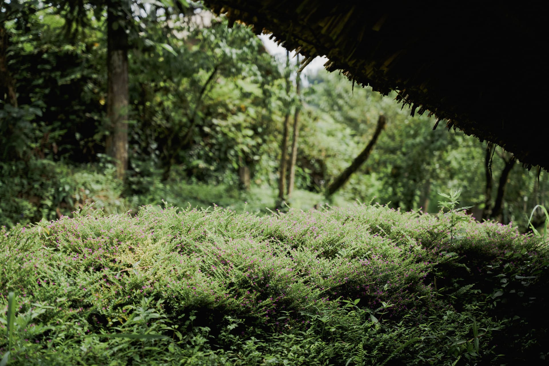 Christmas and New Year 2026 Festive Experience